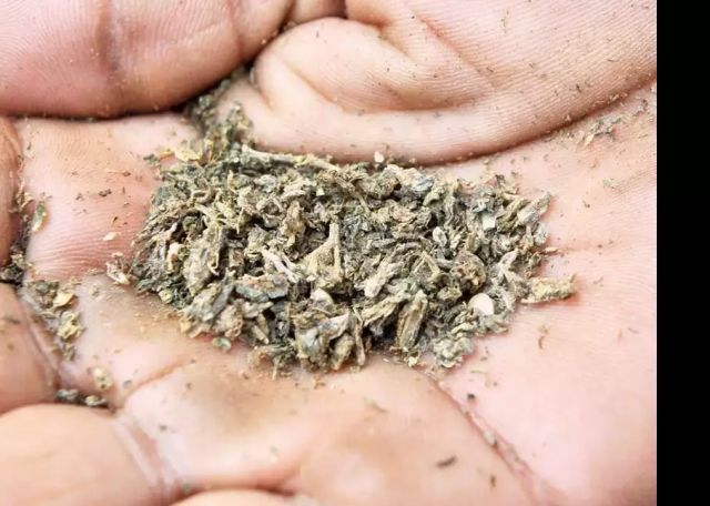 ganja
