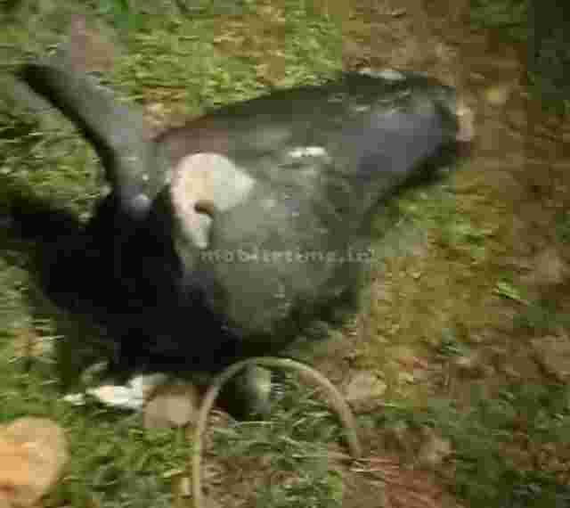Theft by breaking into a barn Two pieces of a milking buffalo's calf!